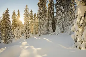Snow-covered spruces (Picea), sunrise
