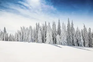 Snow-covered spruces in sunshine