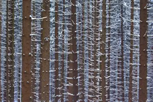 Snow-covered tree trunks in a dense winter forest