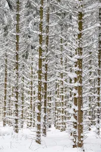 Snow-covered tree trunks in the forest