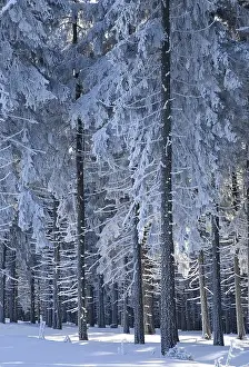 Snow covered tree trunks, winter forest in the Ore Mountains