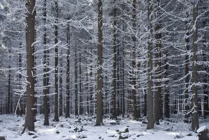 Snow covered tree trunks, winter forest in the Ore Mountains