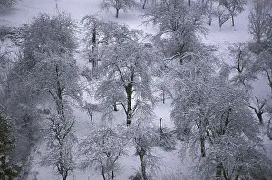 Snow covered trees (apple and pear trees in winter) on orchard; near Remshalden