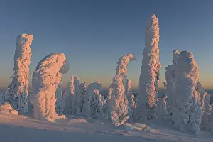 Snow-covered trees in the Arctic in the evening light