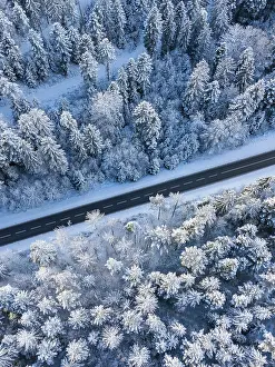 Snow-covered trees bordering a winding road in a wintry forest
