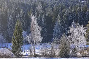 Snow-covered trees in front of coniferous forest