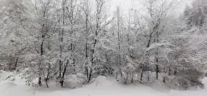 Snow-covered trees create a quiet and peaceful winter panorama