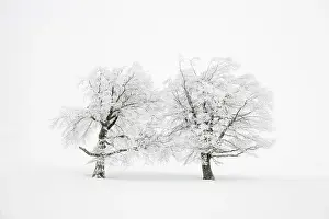 Snow-covered trees in the fog, winter