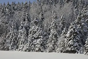 Snow covered trees, forest, Eastern Townships