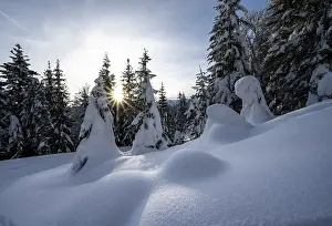 Snow-covered trees in a forest in winter
