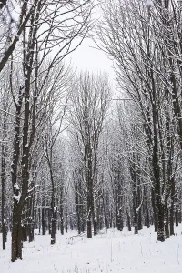 Snow covered trees in the forest in winter