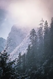Snow-covered trees in front of a mountain with diffuse light of a foggy morning