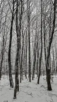 Snow-covered trees in a quiet winter forest