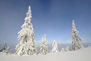 Snow-covered trees on the ridge of Mt