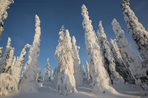 Snow-covered trees, Spruces, fjeld in winter