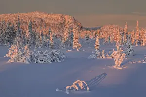 Snow-covered trees, sunrise, morning light