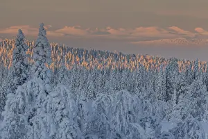 Snow-covered trees, sunrise, morning light