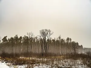 Snow covered trees in the winter forest with road
