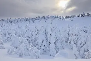 Snow covered trees, Winter, Rukatunturi