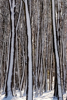 Snow-covered trees in a wintery deciduous forest