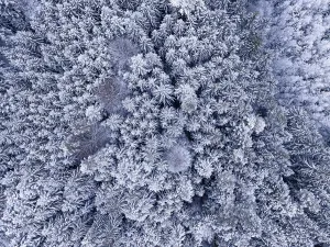 Snow-covered treetops of a forest create a natural pattern when viewed from above