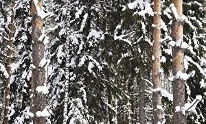 Snow-covered trunks of birch and pine in the winter forest