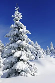 Snow-covered untouched winter landscape