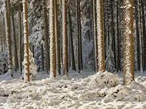 Snow-covered winter forest, Horben