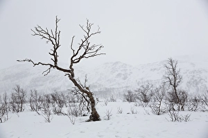 Category Scandinavia Prints: Snow-covered winter landscape with Birch tree (Betula) at the pass road Kadfjordeidet