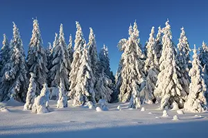 Snow-covered winter landscape with snow-covered spruce forest