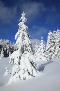 Snow-covered winter landscape, spruces (Picea abies) covered by snow