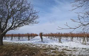Snow covered winter vineyards on the hills of Moldova