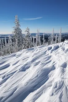 Snow drifts, forest with dead trees in the snow