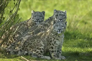 SNOW EOPARD OR OUNCE uncia uncia, MOTHER WITH KUB