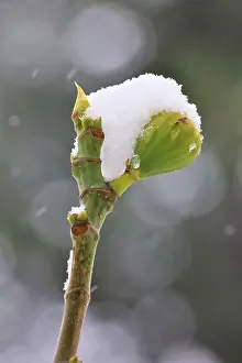 Snow on a fig on a branch, fig tree (Ficus)