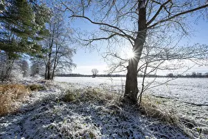 Snow, forest edge in winter, Barnbruch nature reserve