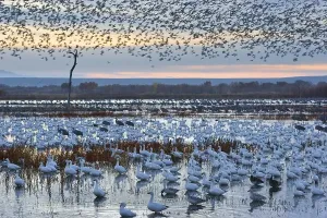 Snow Geese (Anser caerulescens atlanticus)