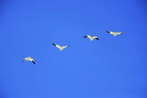 Snow geese (Anser caerulescens), Quebec, Canada