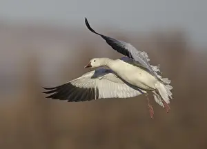 Snow Goose (Anser caerulescens) flying