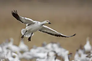 Snow Goose (Anser caerulescens) juvenile flying