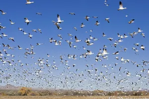 Snow Goose Chen caerulescens Bosque del Apache National Wildlife Refuge