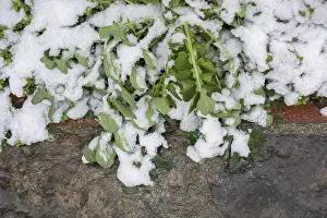 Snow on a green plant in the cold winter