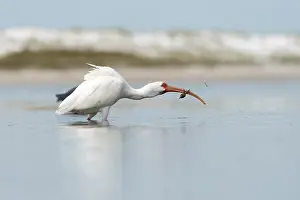 Snow Ibis (Eudocimus albus), Florida