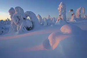 Category Forests Prints: Snow landscape, Kuntivaara, Finland, Europe