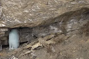 A snow leopard blends into the rocky landscape with an icy formation nearby