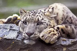 Snow Leopard In Captivity