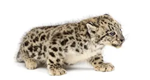 Snow Leopard cub, Panthera uncia, 1, 5 month