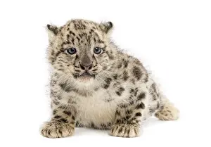 Snow Leopard cub, Panthera uncia, 1, 5 month