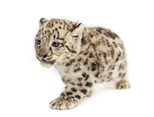Snow Leopard cub, Panthera uncia, 1, 5 month