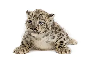 Snow Leopard cub, Panthera uncia, 1, 5 month